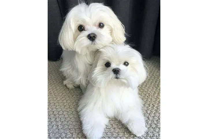 $400 : Cute Maltes Puppies image 1