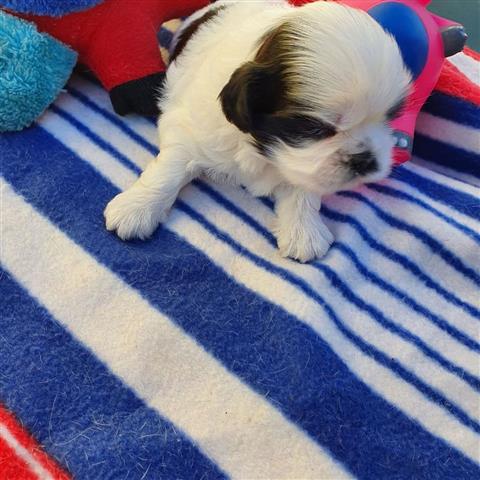 $350 : Shihtzu image 3