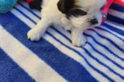 $350 : Shihtzu thumbnail