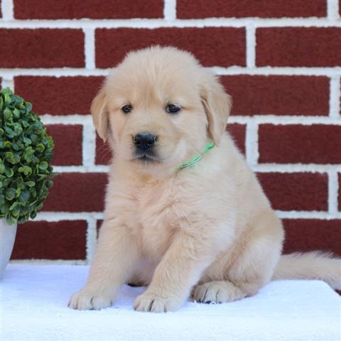 $300 : Golden retriever image 2