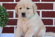 $300 : Golden retriever thumbnail