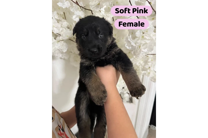 $300 : GS Puppies image 6