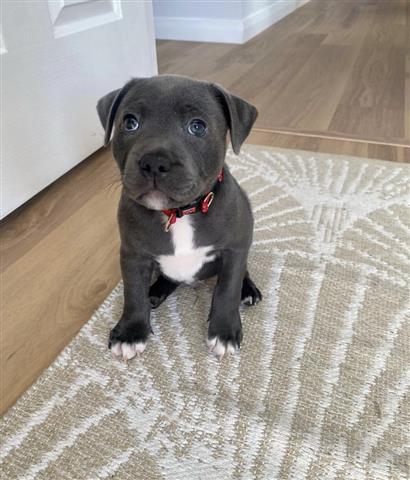 $350 : Blue nose pitbull for adoption image 1