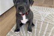 Blue nose pitbull for adoption en Houston