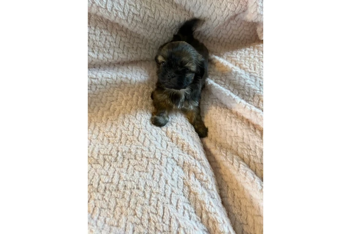 $350 : Cachorros Shihtzu en venta image 1