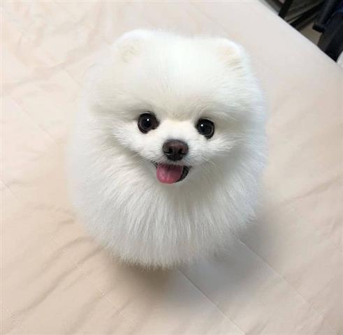 Pomeranian puppy for sale. image 2