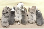Cachorros Bulldog Inglés en Houston