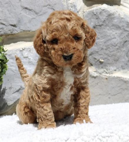 $350 : Golden doodle puppy for adopti image 1