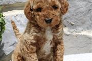 Golden doodle puppy for adopti