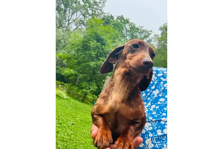 $1500 : Miniature Dachshund puppies image 5