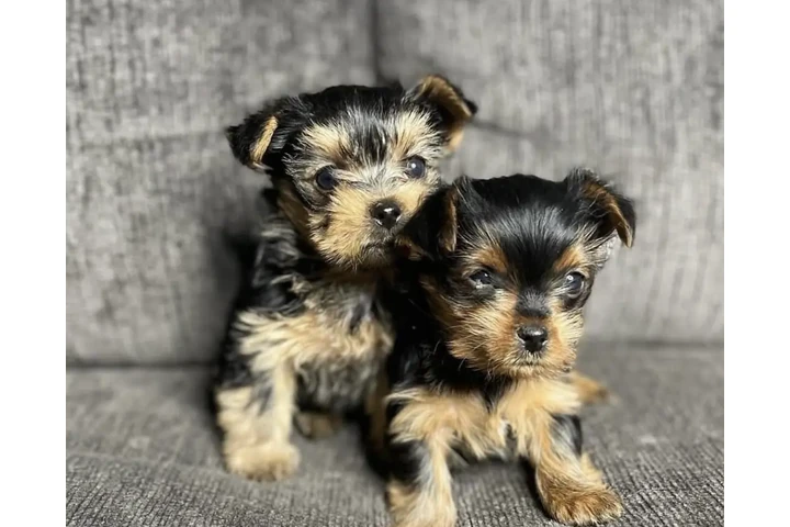 $220 : 2 Yorke babies for sale image 2