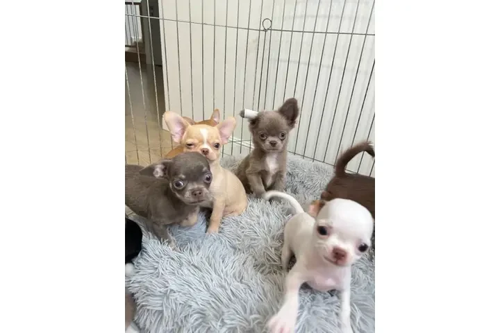 $250 : Chihuahua puppies for sale image 1