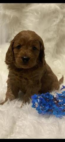 $800 : Beautiful Cavapoo Puppies image 4