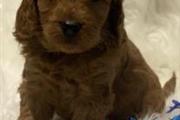 $800 : Beautiful Cavapoo Puppies thumbnail