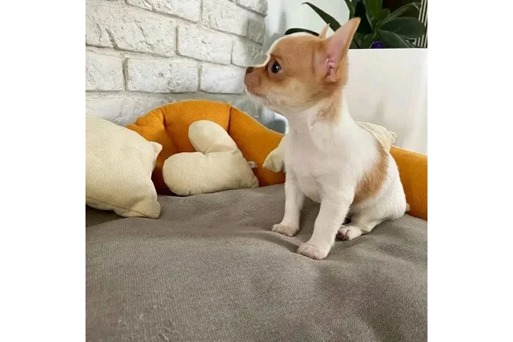 $350 : Chihuahua puppies image 3