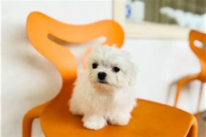 $500 : Classic maltese puppy for sale image 2