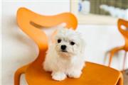 $650 : Classic maltese puppy for sale thumbnail
