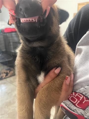 $800 : Belgian Malinois image 5