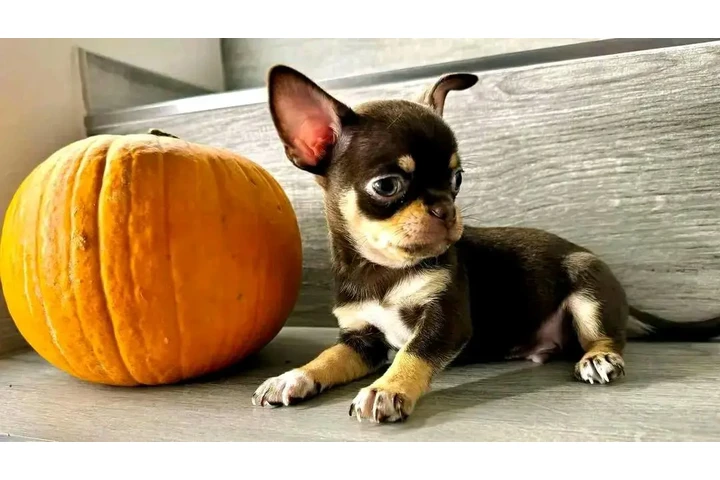 $350 : cachorros chihuahua listos image 3