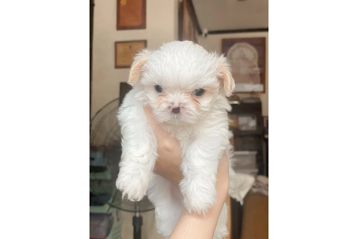 $350 : Cachorros Shihtzu en venta image 4