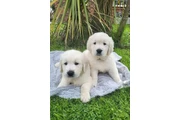 Cachorros de golden retriever thumbnail