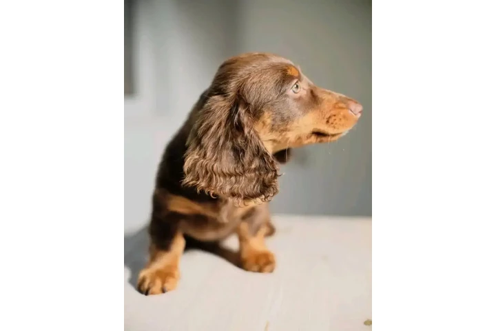 $700 : Dachshund puppies image 4