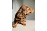 $700 : Dachshund puppies thumbnail