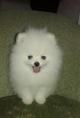 $610 : Buy Pomeranian puppies image 1