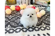 Mini Pomerania en Bakersfield