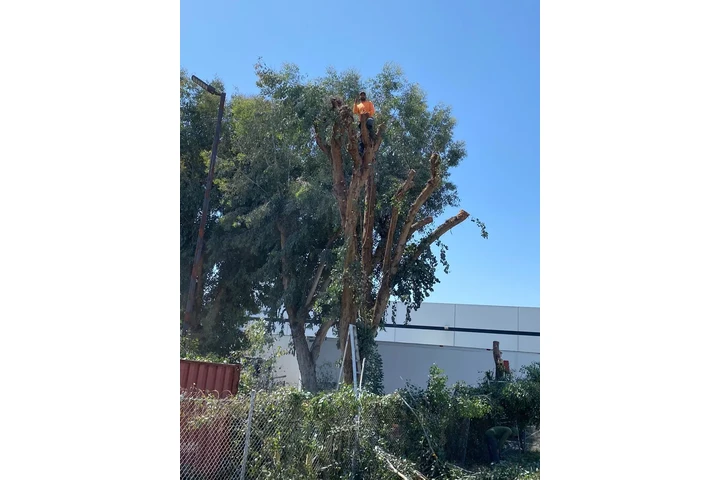 🌳 Cuidado Verde Total 💧 image 1