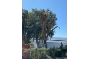 🌳 Cuidado Verde Total 💧 en Los Angeles