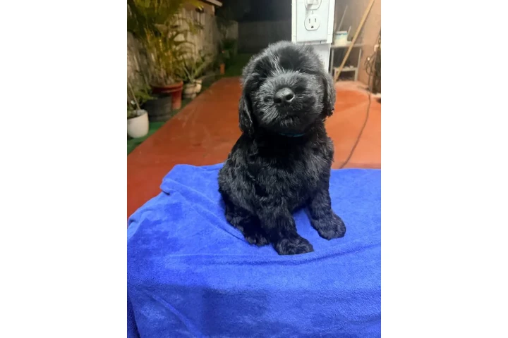 $1 : Giant Schnauzer Male image 4