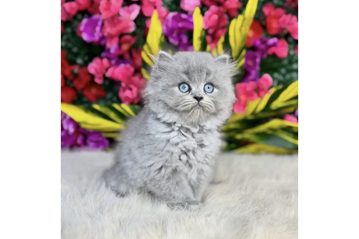$240 : Lovely British shorthair image 1