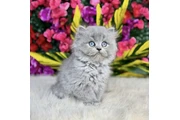 Lovely British shorthair en Kingston