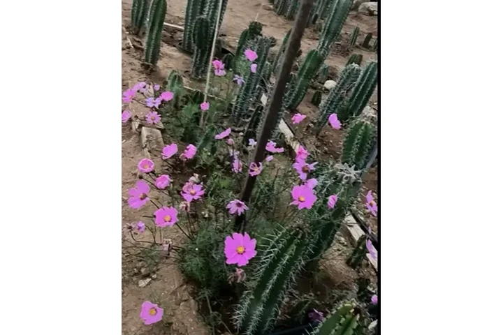 PITAYOS D JALISCO TERE GALVAN image 3