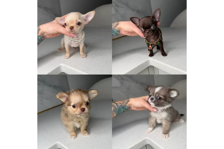 $300 : Chihuahua puppies for sale image 5