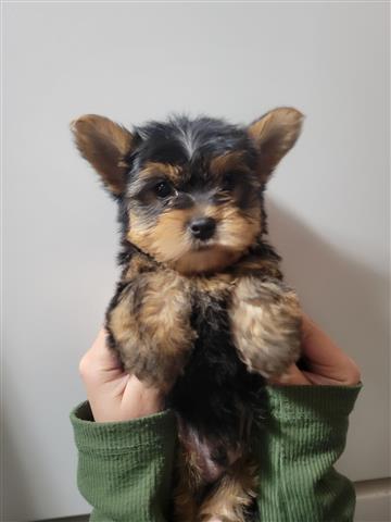 $1300 : Yorkies image 3