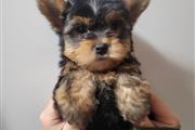 $1300 : Yorkies thumbnail