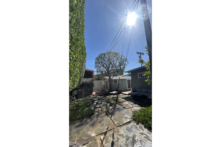 Need Brush Clearance/ gardener image 6