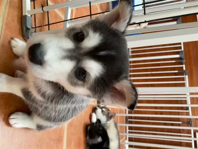 $400 : Preciosos cachorros pomsky image 1
