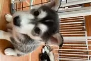 Preciosos cachorros pomsky en Riverside