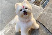 $900 : Maltese puppies thumbnail