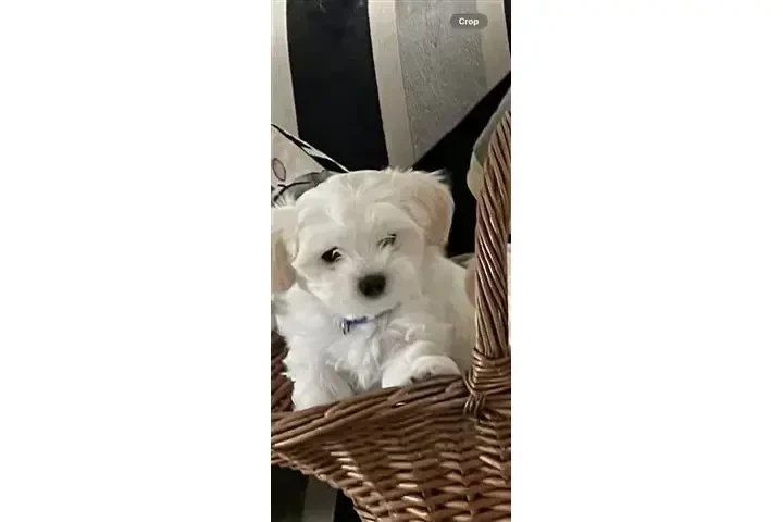 $250 : Tengo niñas Maltipoo de 7seman image 1