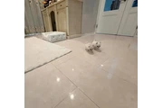 $350 : Cachorros Chihuahua thumbnail