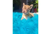 $350 : Chihuahua macho y hembra thumbnail