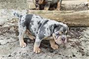 $500 : English Bulldog puppy for sale thumbnail