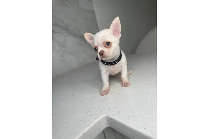 $250 : Chihuahua teacup puppies image 10