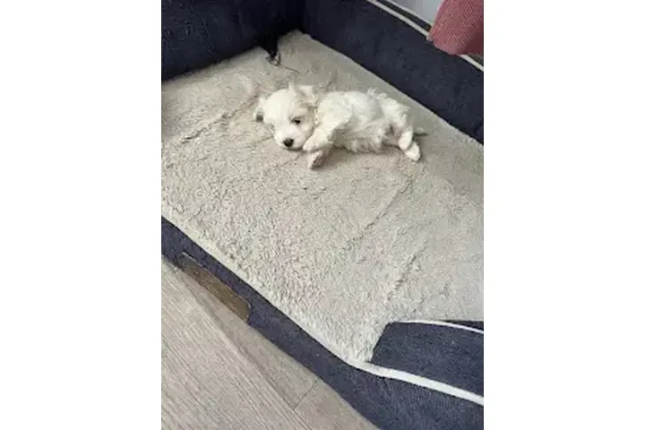 VENDO PERRO MALTESE image 3