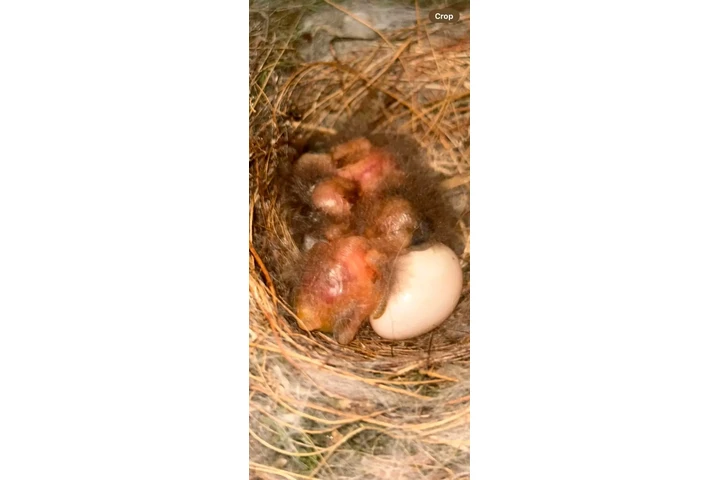 South Carolina | Breed: Cockap image 5