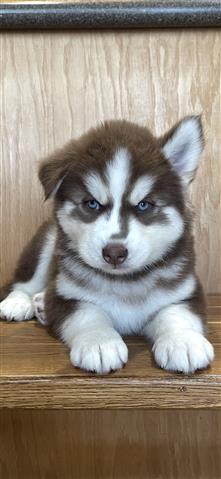 $400 : Siberian Husky Puppies image 5